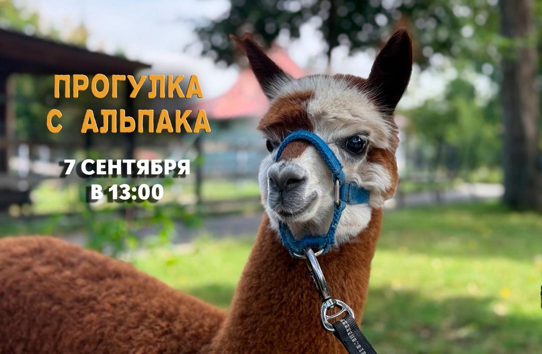 альпака 7 сентября.jpg