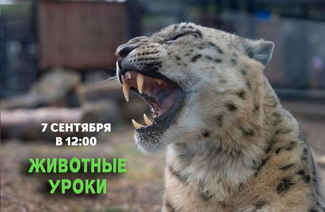 животные уроки.jpg