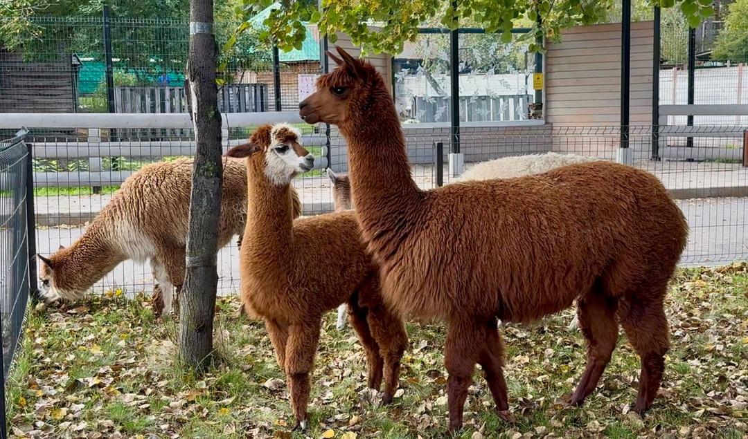 альпака день.jpg