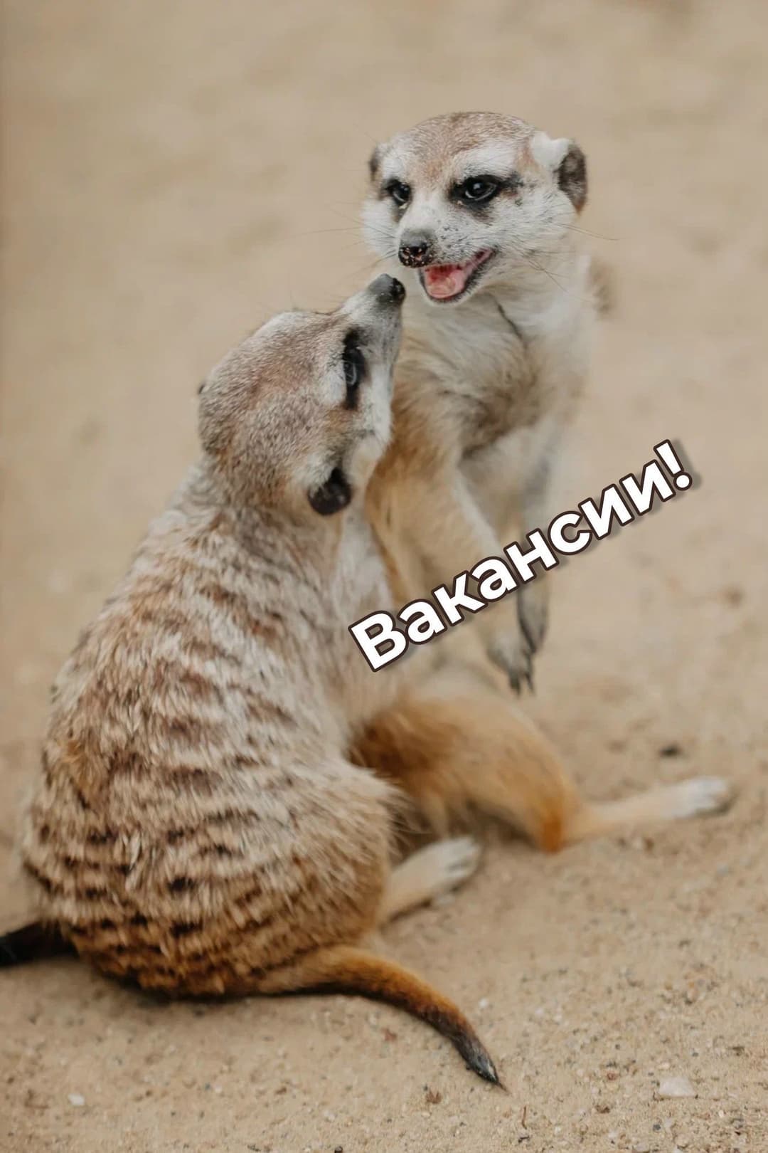 hz4N6rpOX0hTvQfDsCaZh0RVxju8276nNJb6ljSmKAm1Y3CarQvbzDVbzgR-ei1WlK9hadnccRz7fhgYXFhCACMt.jpg